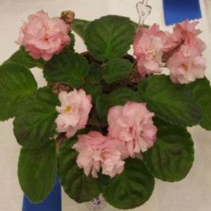 dumplin - 2 Rezervate 2