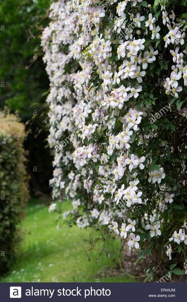 clematis-montana-var-rubens-elizabeth-clematis-montana-elizabeth-flowers- - MONTANA ELIZABETH