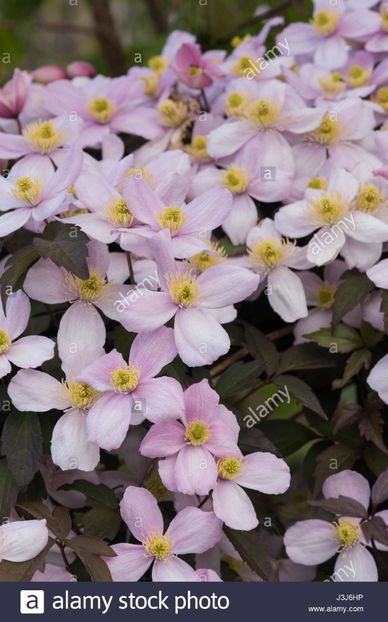 clematis-montana-var-rubens-elizabeth-clematis-montana-elizabeth-flowersP - MONTANA ELIZABETH