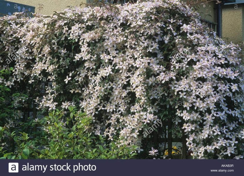 clematis-montana-elizabeth-on-trellis- - MONTANA ELIZABETH