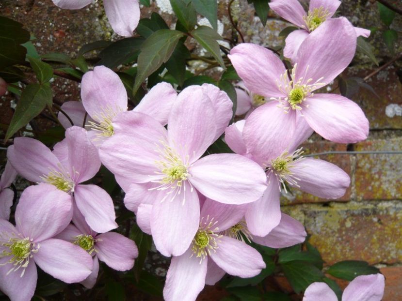 clematis_montana_rubens_elizabeth_ - MONTANA ELIZABETH