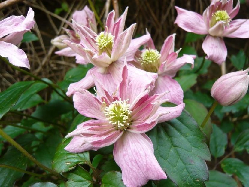 broughton_star_resized - CLEMATIS