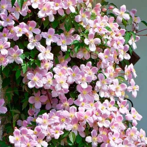 klematis-gornyy-elizabet - CLEMATIS