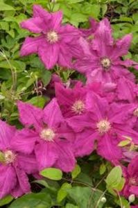 Ernest Markham - 0 - CLEMATITE