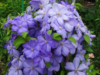 M. Cholmondeley - 0 - CLEMATITE