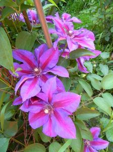 Mrs Thompson - 0 - CLEMATITE