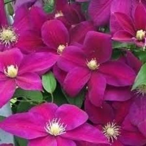Sunset - 0 - CLEMATITE