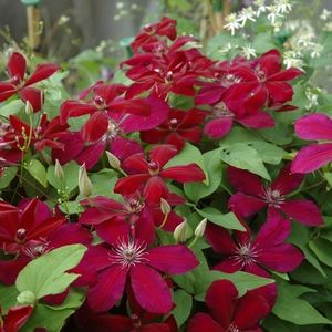 Westerplatte - 0 - CLEMATITE