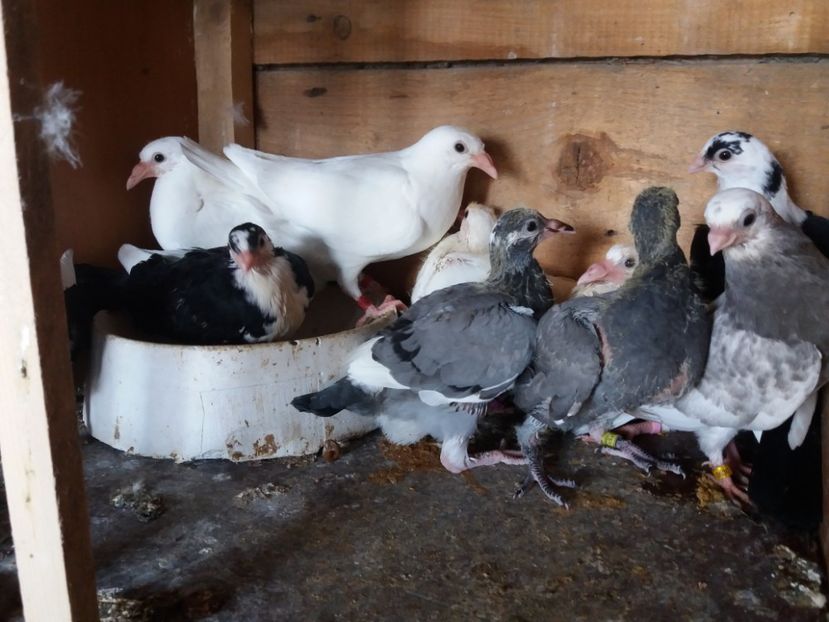 grupa mijlocie - PUI 2019