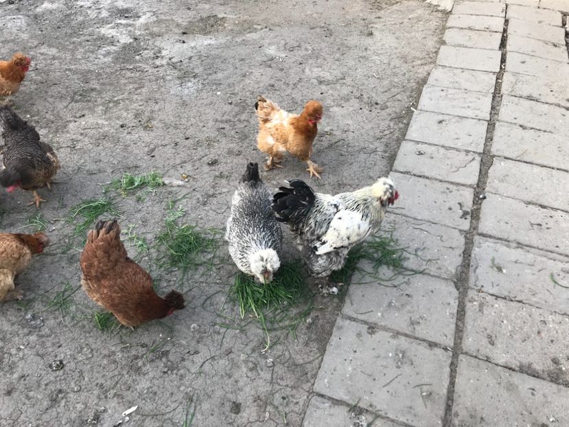 2D6A80D0-FDE1-49A3-BD1A-F98FF1C6C28D - gaini motate 2019