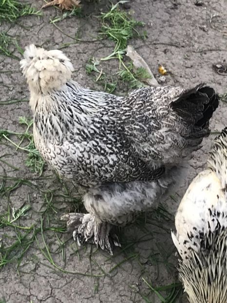 26122F0A-6544-4AD1-B9A9-CB4049EBAF9B - gaini motate 2019