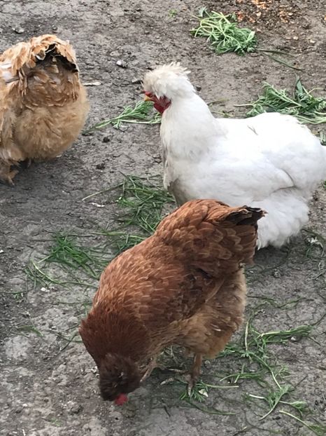 A4578FED-B6DB-4B69-BDC3-E2E3C3D846EC - gaini motate 2019