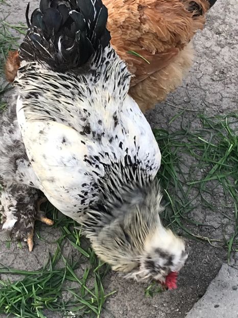 2AF348D8-F90C-456F-B711-5991F948C8A0 - gaini motate 2019