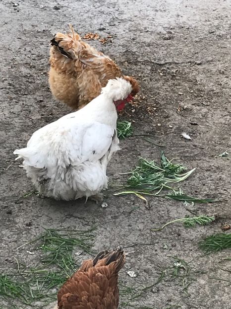 522FB2FC-05AD-406C-8194-A4FF0F432329 - gaini motate 2019