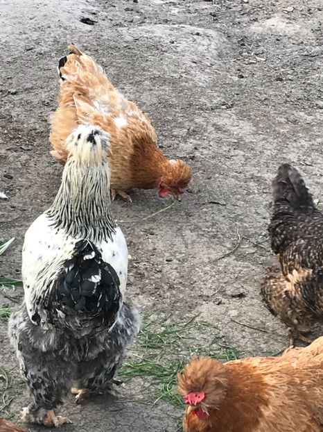 ACBC4A17-361F-40CC-8C52-F04E160AE405 - gaini motate 2019