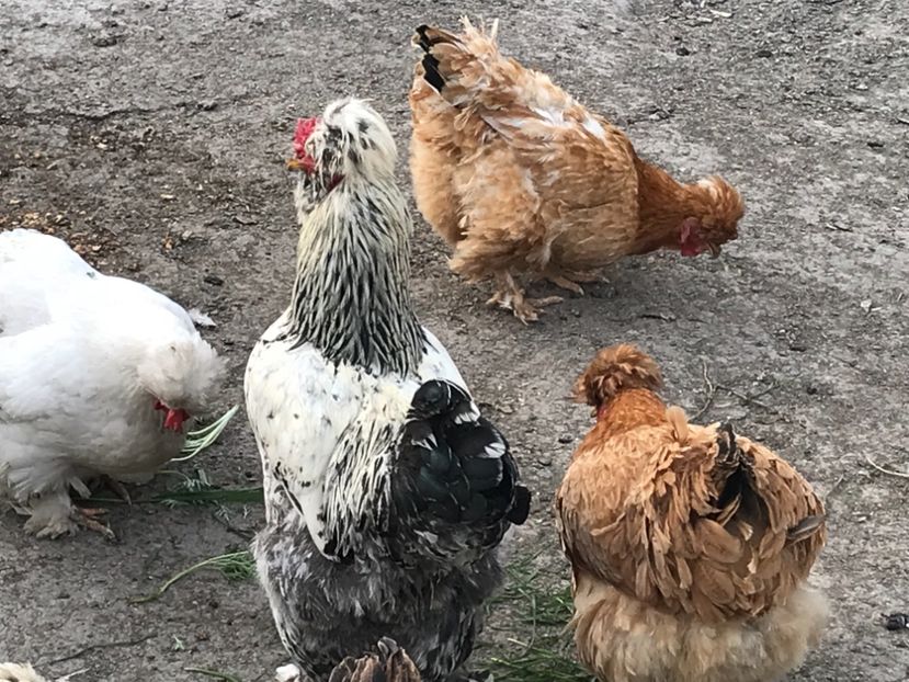 2265F69D-35E9-44E3-A36D-30720A127317 - gaini motate 2019