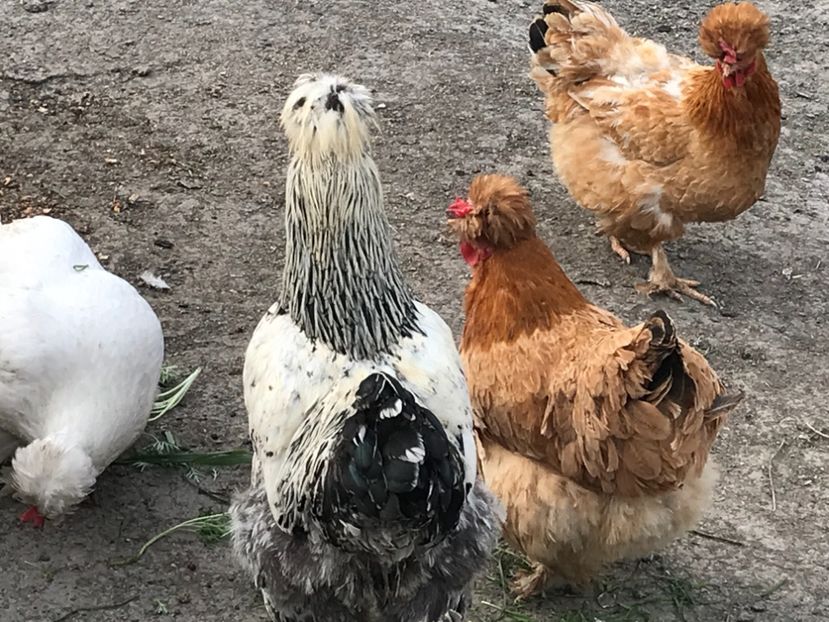 E12E86B7-B7FF-41DA-8DF4-40A60B2887F2 - gaini motate 2019