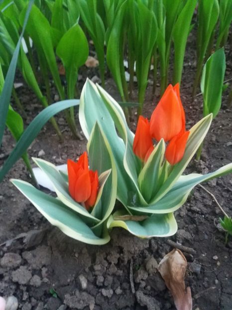 unicum tulip - Achizitii toamna 2018
