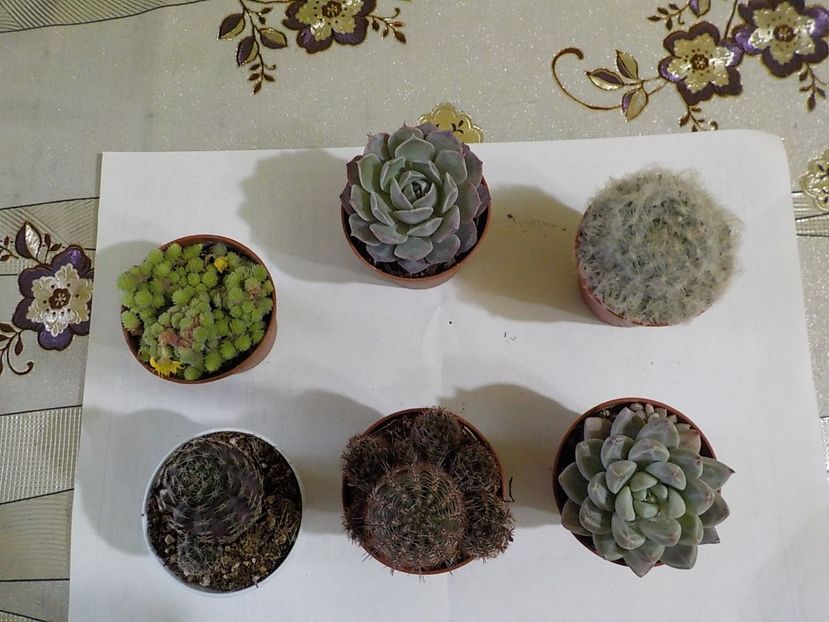 a sosit comanda de la garden - CACTUSI si SUCULENTE