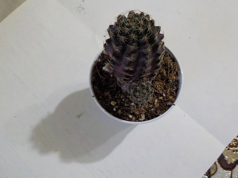  - rebutia pygmea 2019