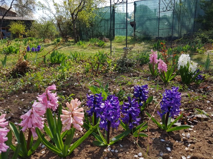 Pink pearl, Marie - 2020 Zambile