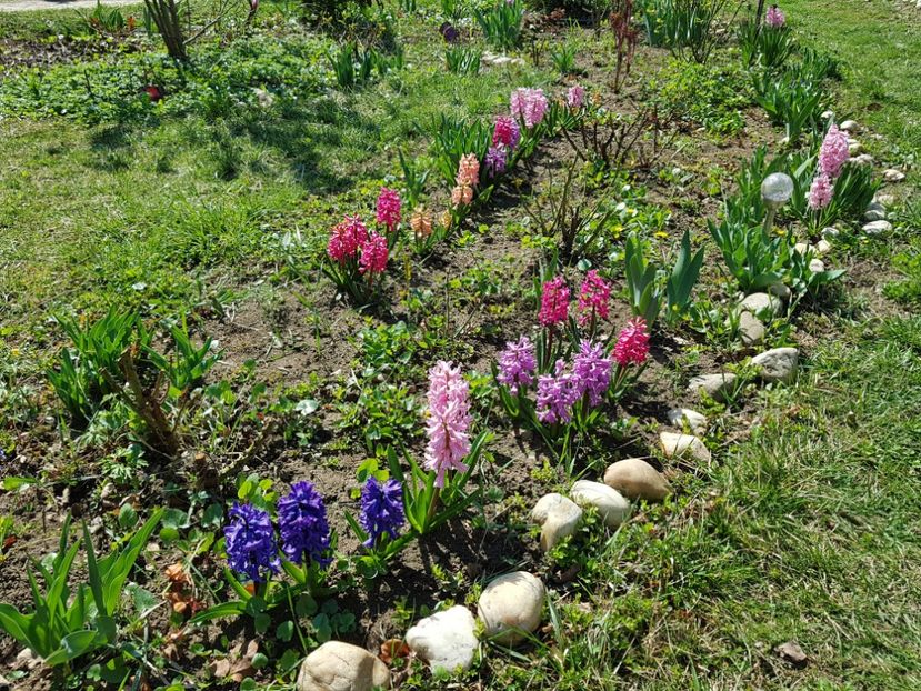 Marie, China Pink, Splendid Cornelia, Jan Boss - 2020 Zambile