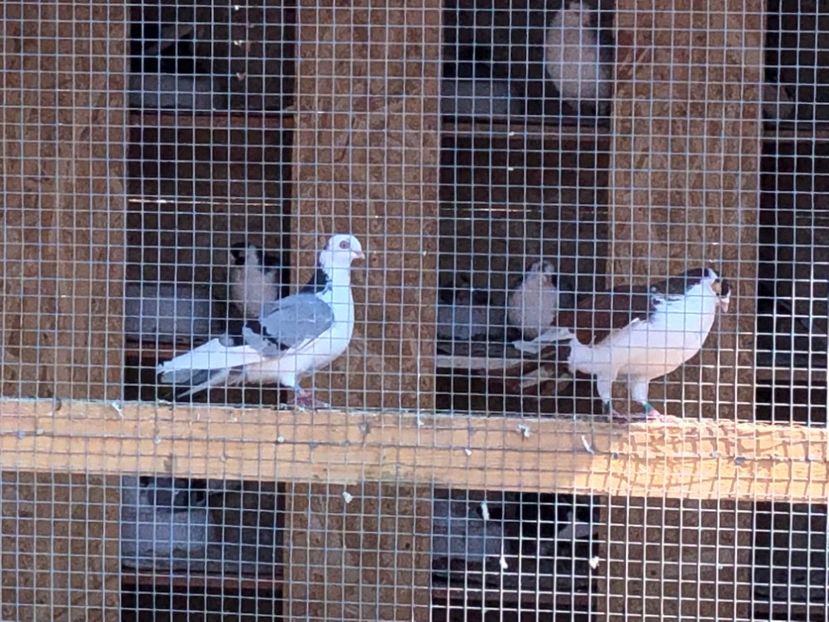  - 02 de prin volieră