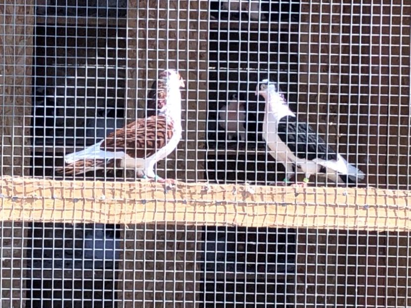  - 02 de prin volieră