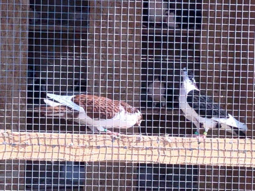  - 02 de prin volieră