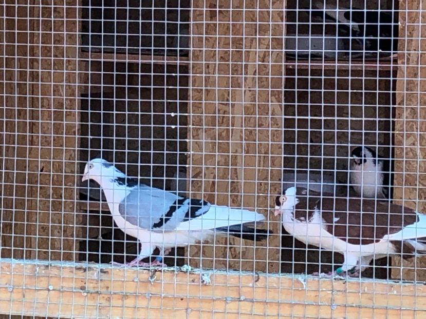  - 02 de prin volieră