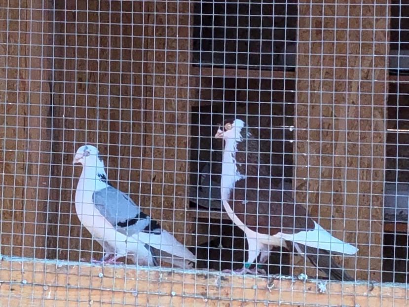  - 02 de prin volieră