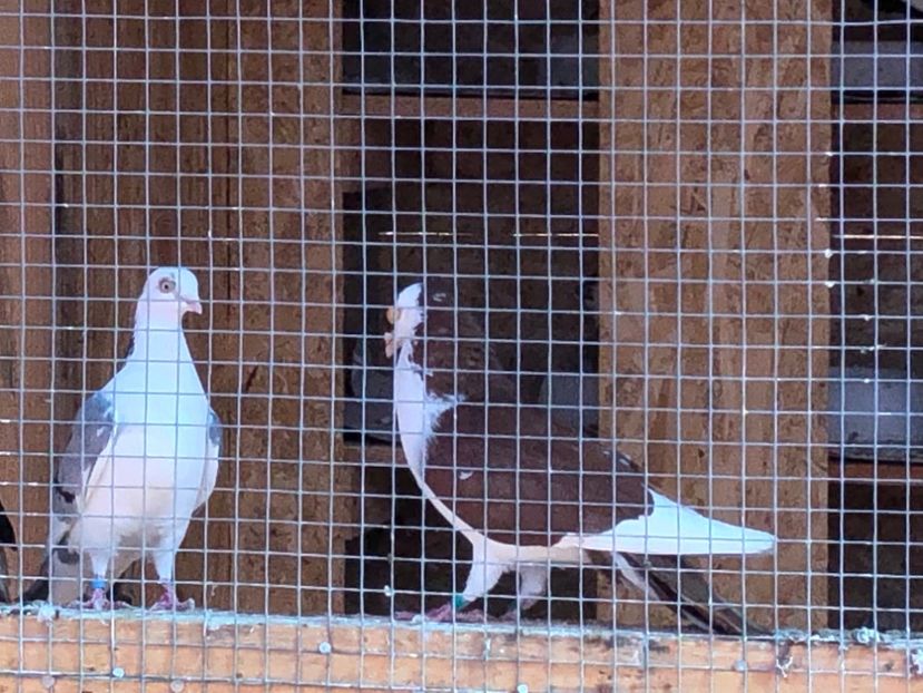  - 02 de prin volieră