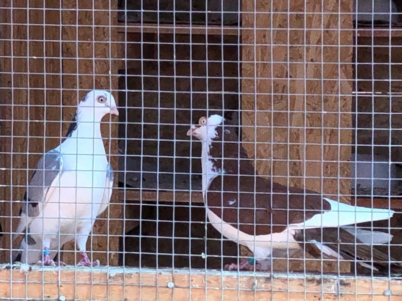  - 02 de prin volieră