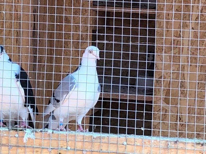  - 02 de prin volieră