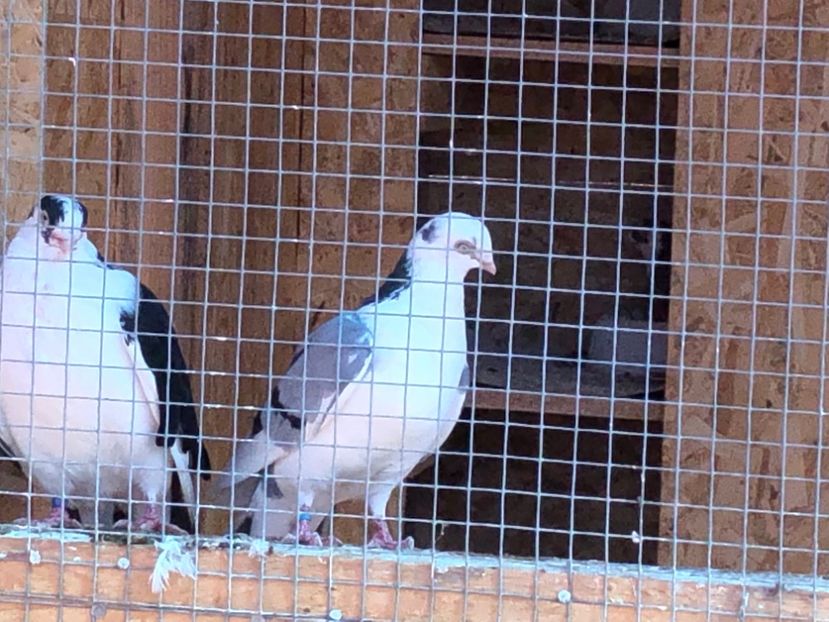  - 02 de prin volieră