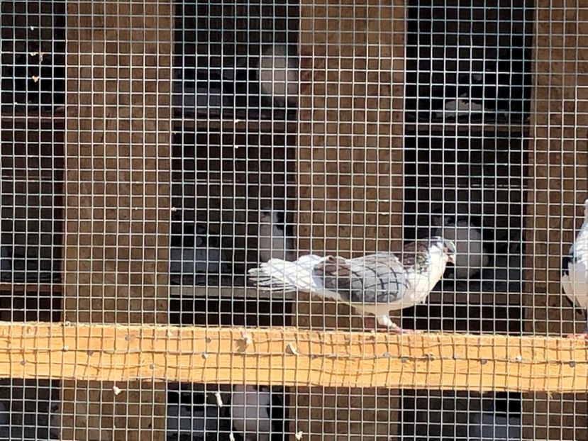  - 02 de prin volieră