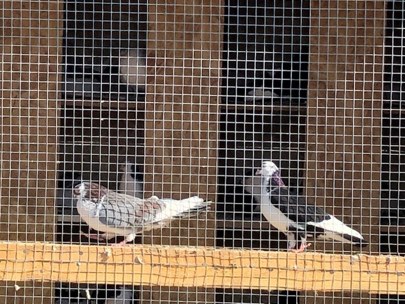  - 02 de prin volieră