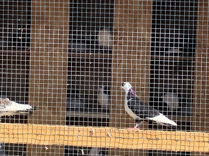  - 02 de prin volieră