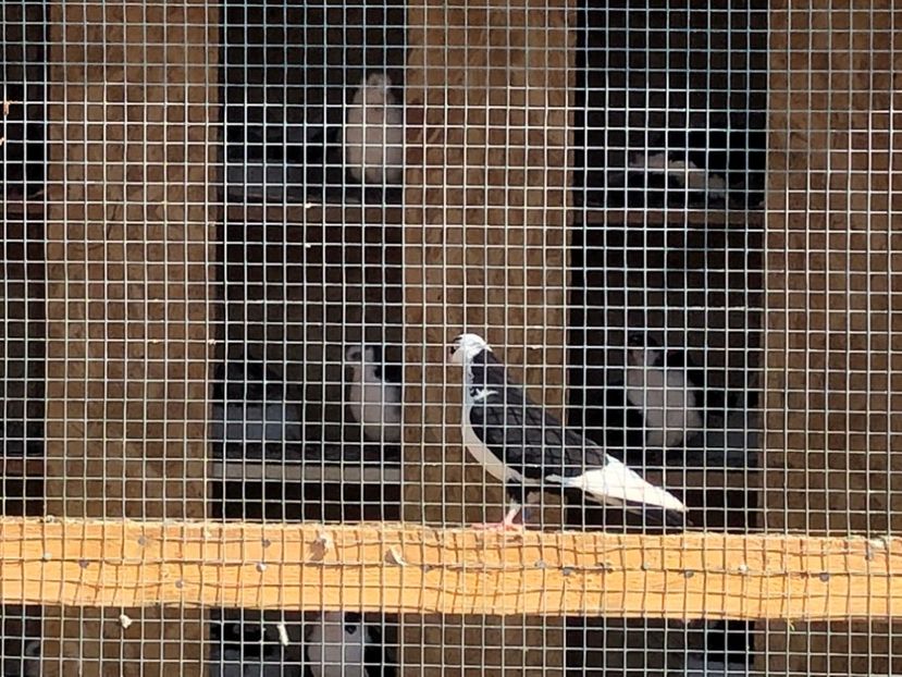  - 02 de prin volieră