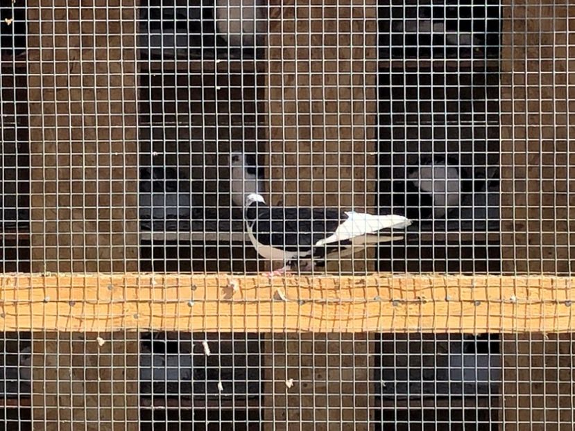  - 02 de prin volieră