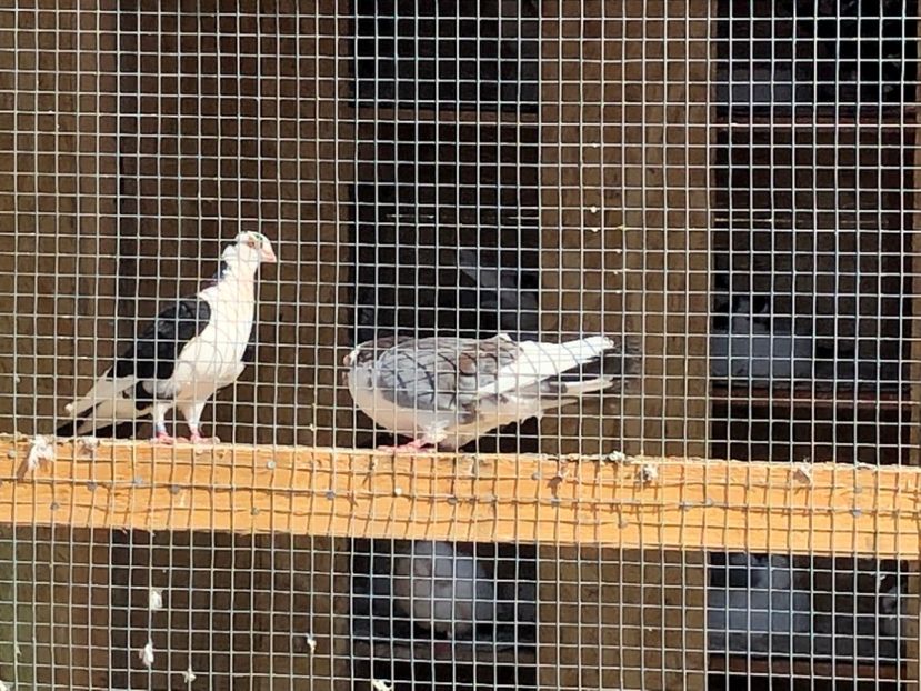  - 02 de prin volieră