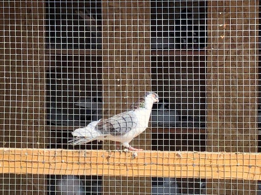  - 02 de prin volieră