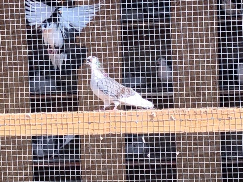  - 02 de prin volieră