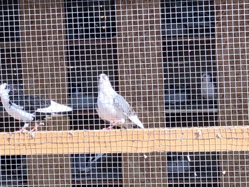  - 02 de prin volieră