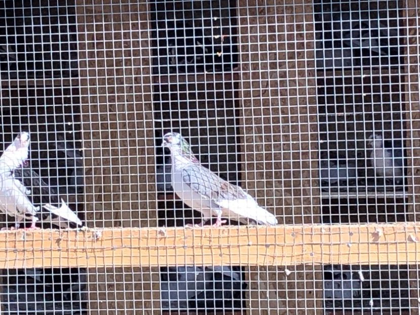  - 02 de prin volieră