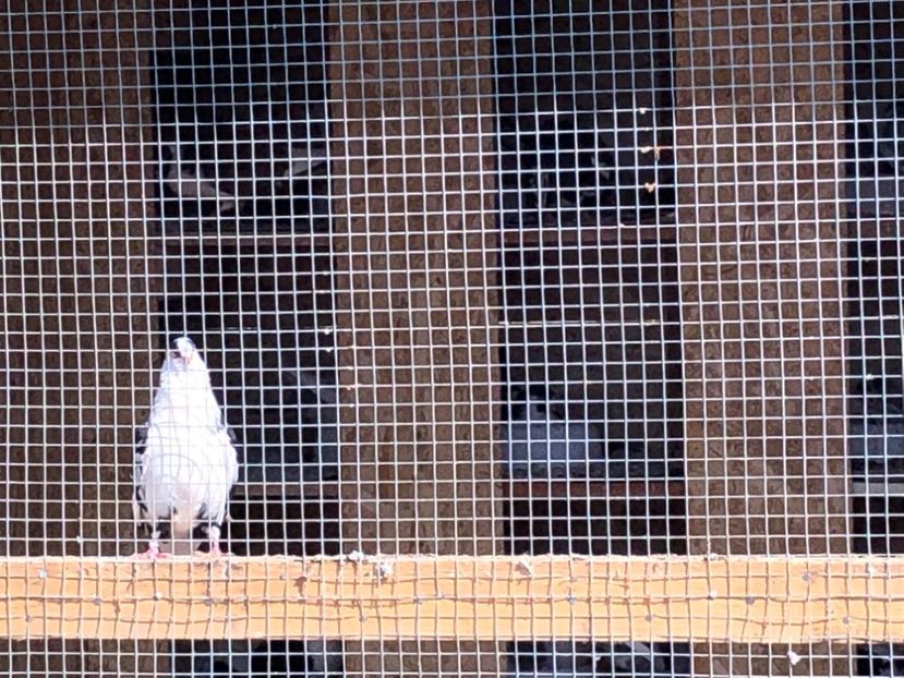  - 02 de prin volieră