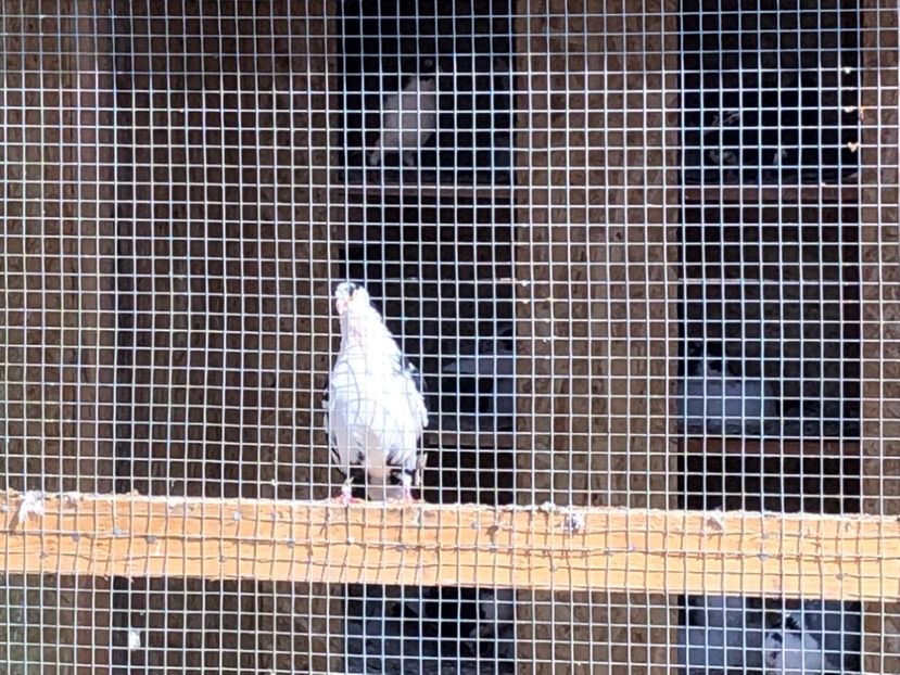  - 02 de prin volieră