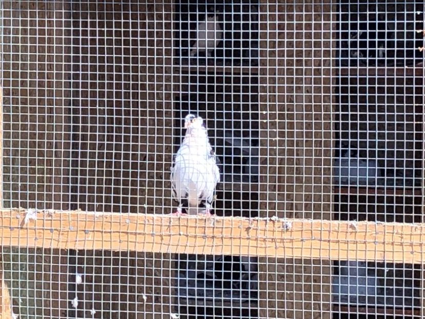  - 02 de prin volieră