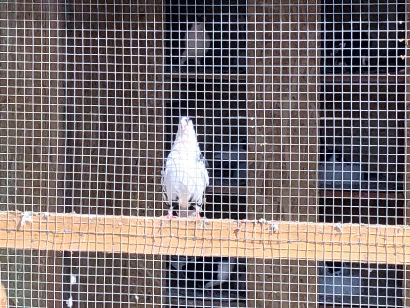  - 02 de prin volieră