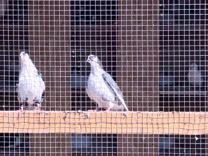  - 02 de prin volieră